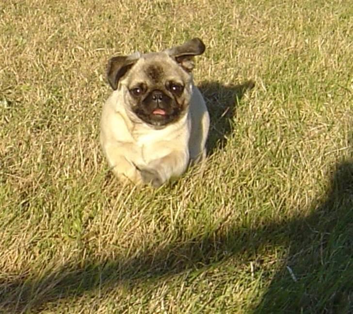 Mops freja - løb i marken billede 19