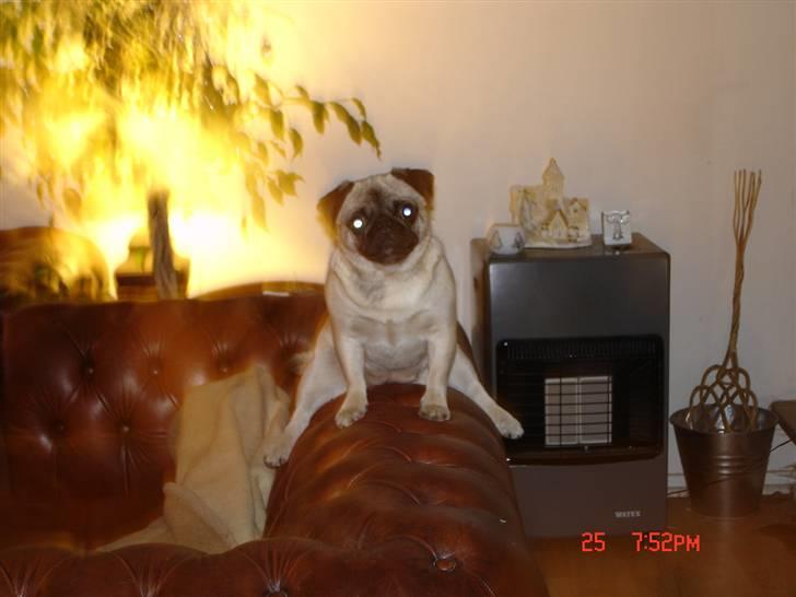 Mops freja - hygge på sofaen billede 20