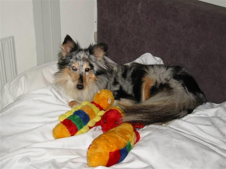 Shetland sheepdog Zandy - Inden Zandy blev steriliseret var hun nogle gange indbildsk drægtig og dette var så hendes hvalpe, som hun passede meget på :-) billede 7