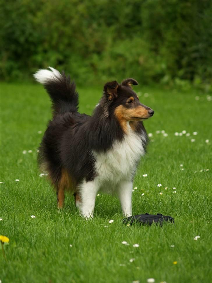 Shetland sheepdog Angel - R.I.P billede 10