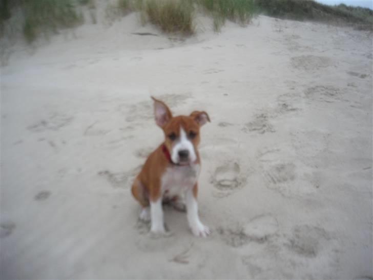 Amerikansk staffordshire terrier Nala billede 10