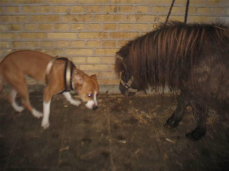 Amerikansk staffordshire terrier Nala billede 11