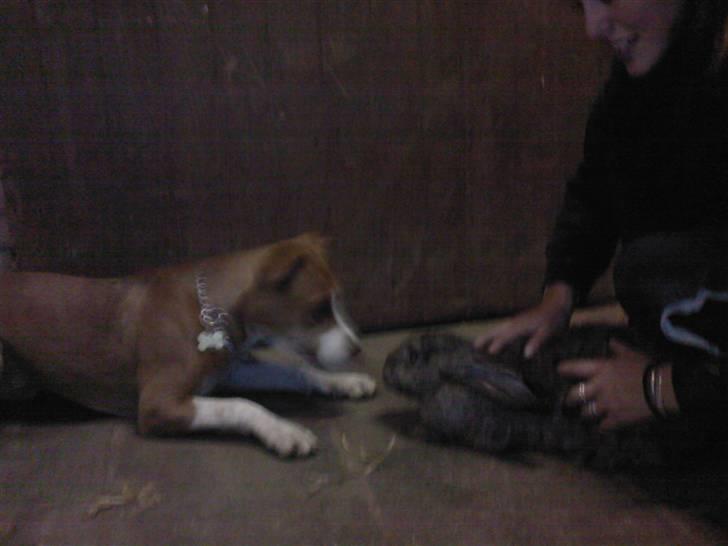 Amerikansk staffordshire terrier Nala billede 12