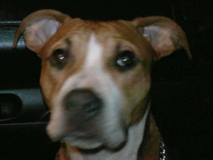 Amerikansk staffordshire terrier Nala billede 13