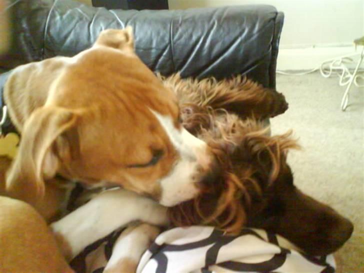 Amerikansk staffordshire terrier Nala billede 14