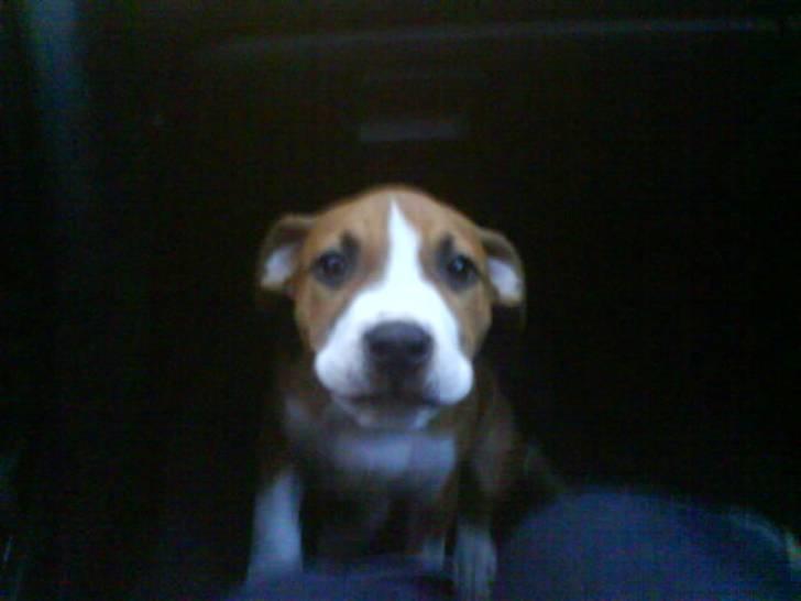 Amerikansk staffordshire terrier Nala billede 15