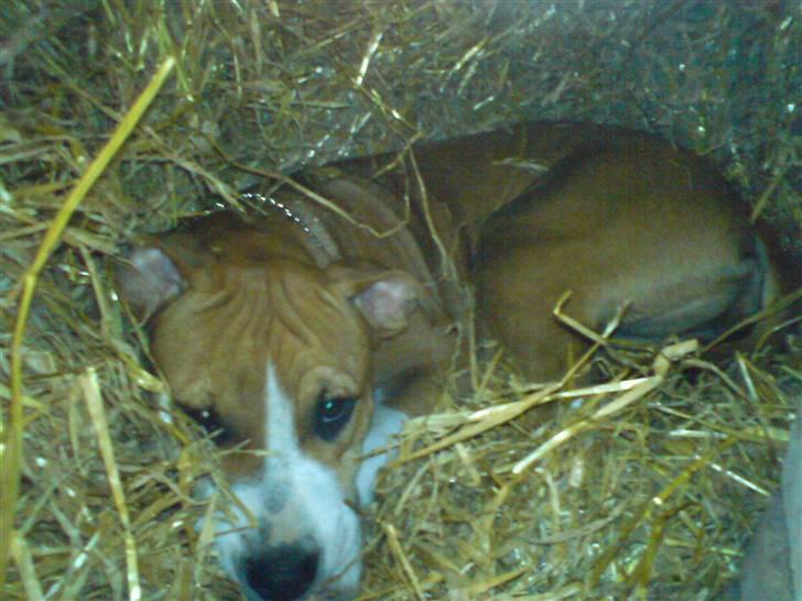 Amerikansk staffordshire terrier Nala billede 16