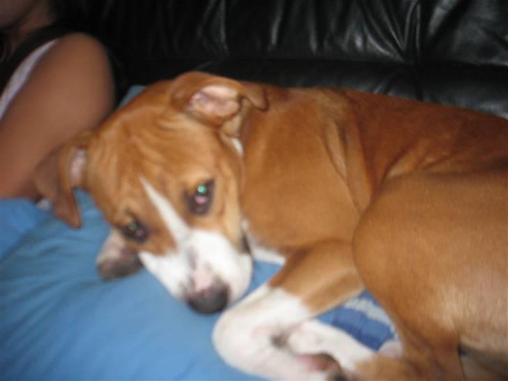 Amerikansk staffordshire terrier Nala billede 17