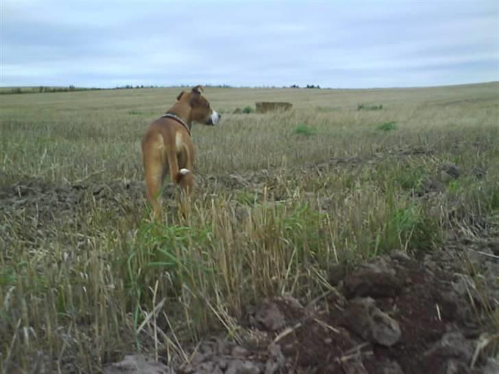 Amerikansk staffordshire terrier Nala billede 18