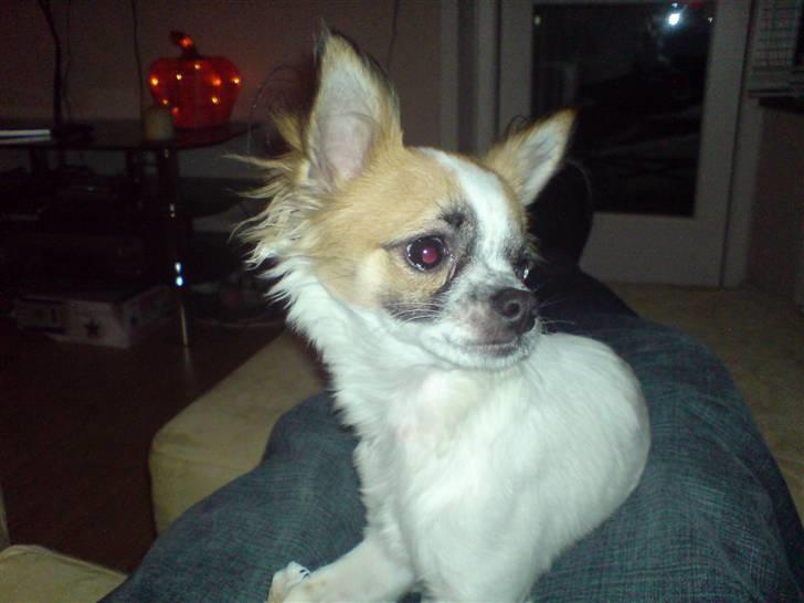Chihuahua Niño - chihuahua´en med den lange hals... billede 15