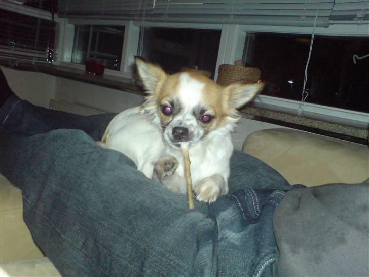 Chihuahua Niño - Ammenam!!!! Læææækker tyggepind!!! billede 16