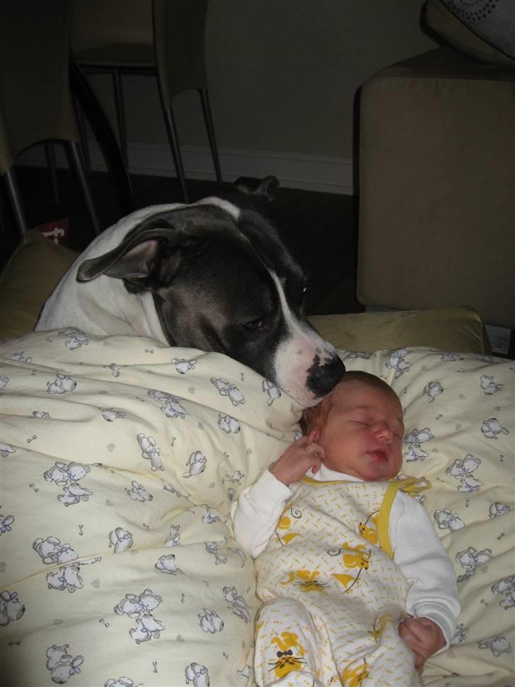 Amerikansk staffordshire terrier Great Vikings Niño - nov-07: Niño og lillesøster Malia billede 17