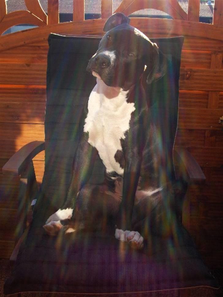 Amerikansk staffordshire terrier Zeus R.I.P 05-08-09 - Ahhh det skønt med lidt solskin... billede 1