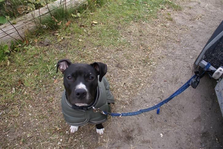 Amerikansk staffordshire terrier Zeus R.I.P 05-08-09 - Se hvor dygtig jeg er... billede 2