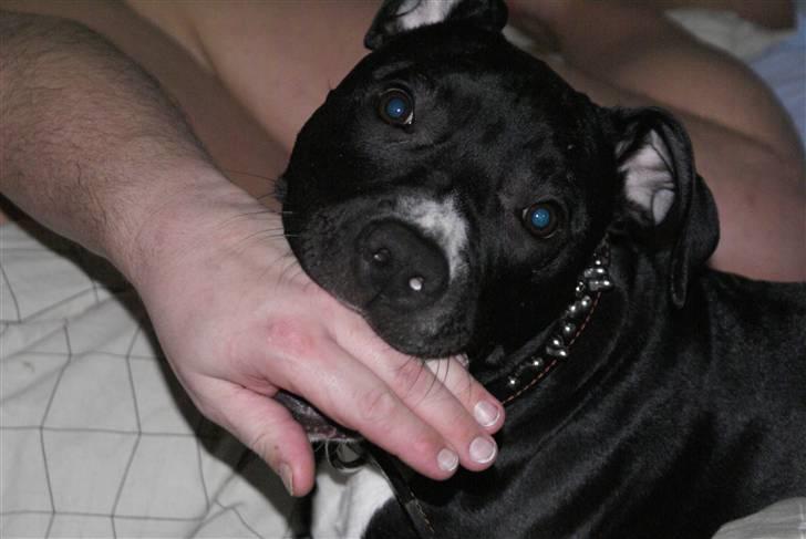 Amerikansk staffordshire terrier Zeus R.I.P 05-08-09 - Det er dejligt med en hånd... billede 3