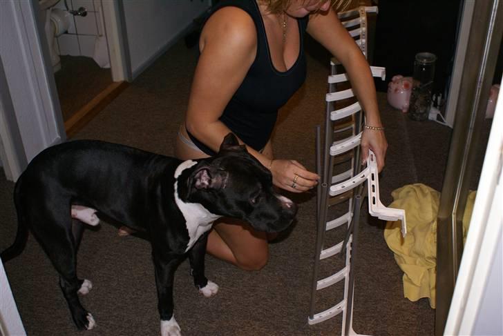 Amerikansk staffordshire terrier Zeus R.I.P 05-08-09 - Hjælper lige min mor med at samle en reol til hendes mange sko... billede 4