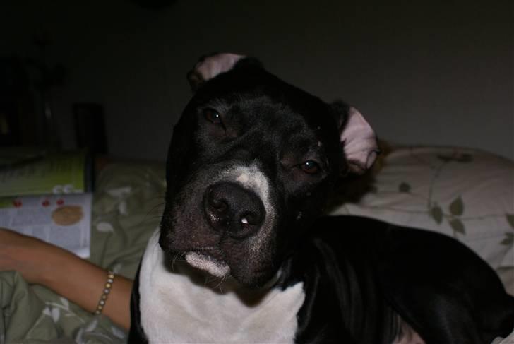 Amerikansk staffordshire terrier Zeus R.I.P 05-08-09 - Hey sagde du noget til mig??? billede 5
