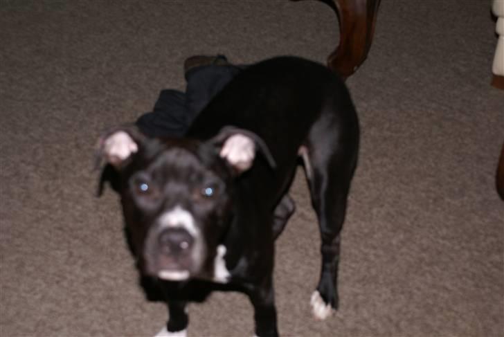 Amerikansk staffordshire terrier Zeus R.I.P 05-08-09 - Jeg laver ikke ballade... billede 6