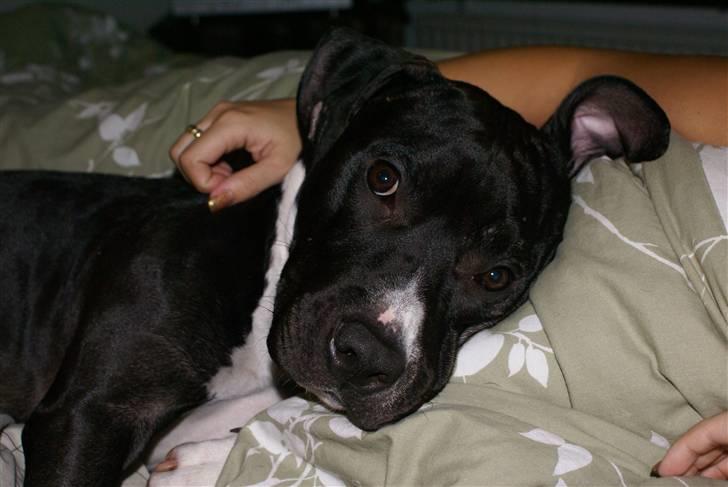 Amerikansk staffordshire terrier Zeus R.I.P 05-08-09 - Det er hårdt at være hund... billede 7