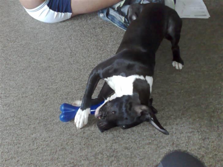 Amerikansk staffordshire terrier Zeus R.I.P 05-08-09 - Hvis jeg altså bare kunne komme ned under benet så kunne jeg måske få mine guffer... billede 8