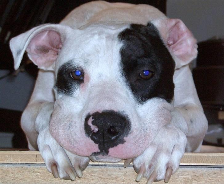 Amerikansk bulldog Balder billede 14