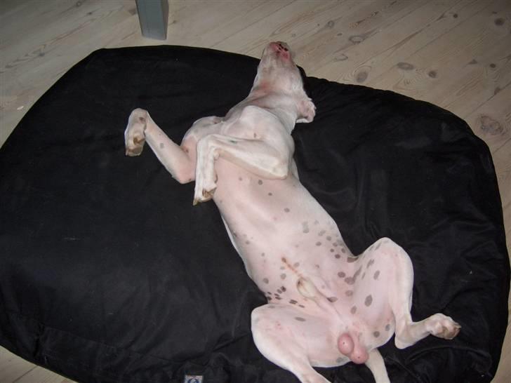 Amerikansk bulldog Balder billede 15