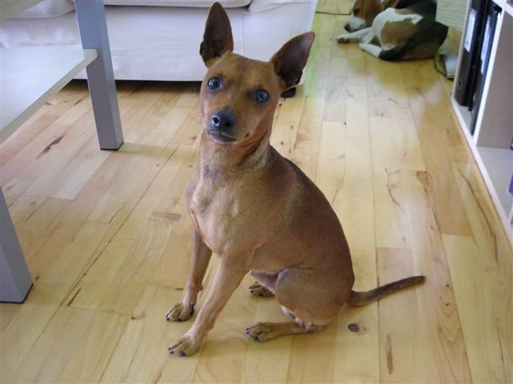 Dvaergpinscher Buller billede 1