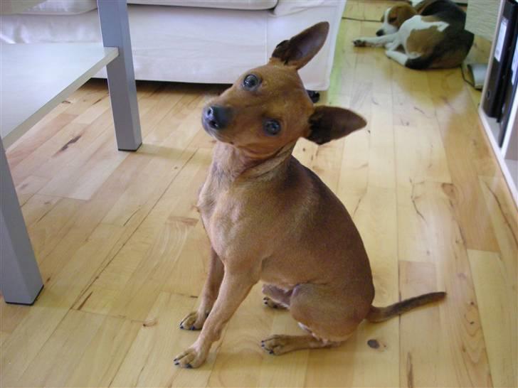 Dvaergpinscher Buller billede 2