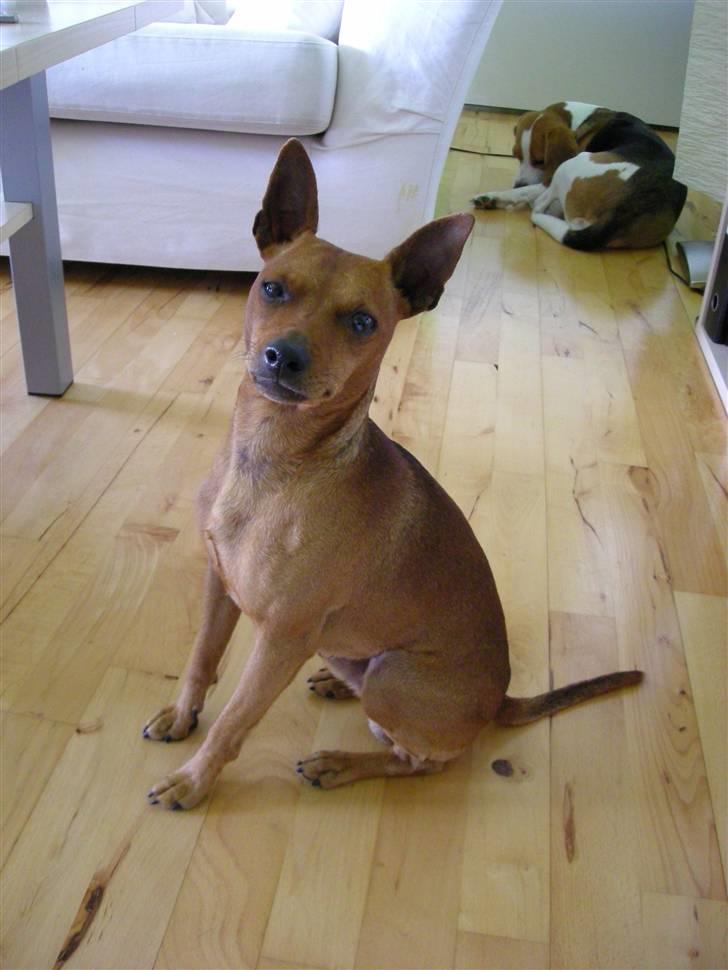 Dvaergpinscher Buller billede 3