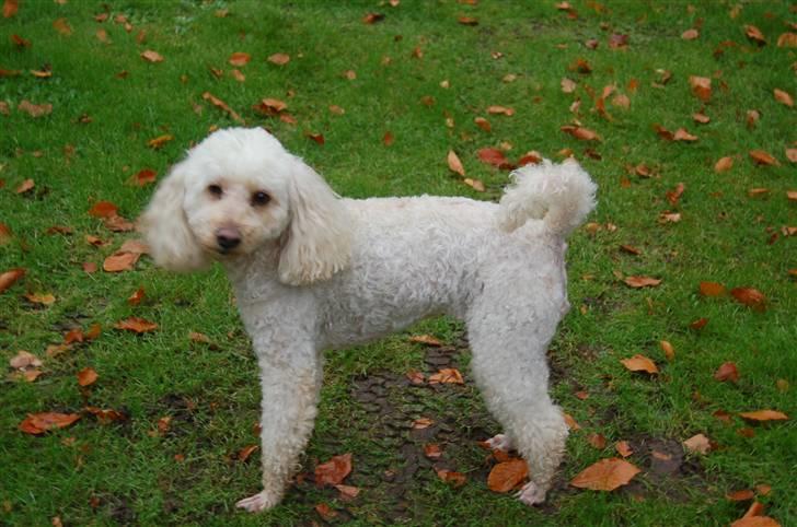 Mellempuddel Rosa billede 10