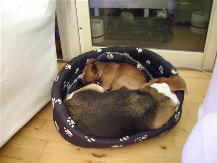 Dvaergpinscher Buller billede 4