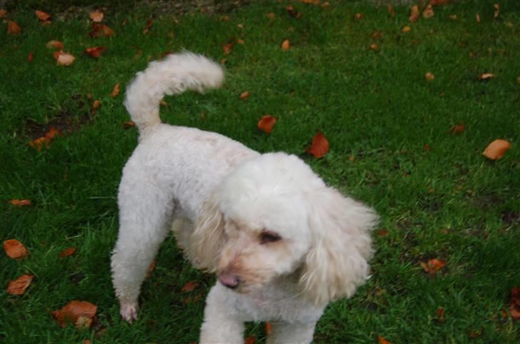 Mellempuddel Rosa billede 11