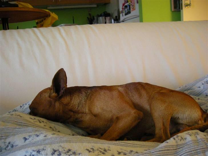 Dvaergpinscher Buller billede 5