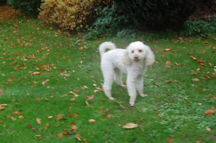 Mellempuddel Rosa billede 12