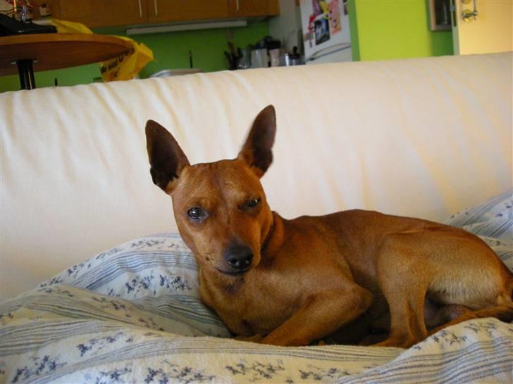 Dvaergpinscher Buller billede 6