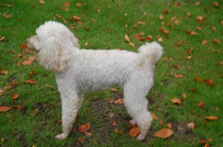 Mellempuddel Rosa billede 13