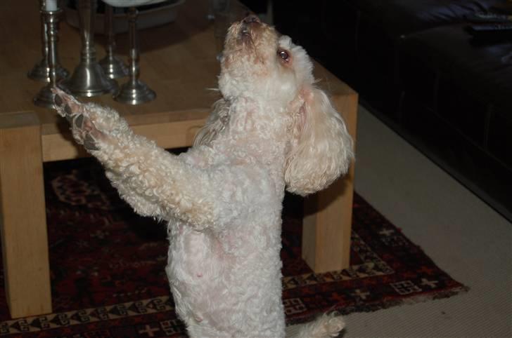 Mellempuddel Rosa billede 14