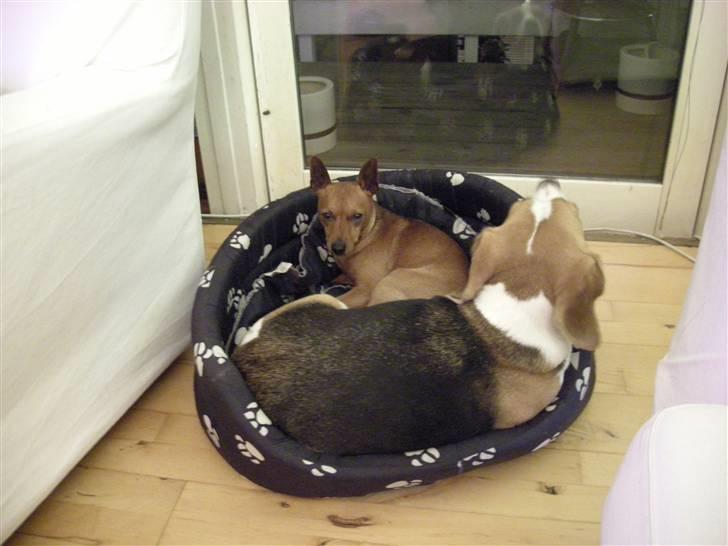 Dvaergpinscher Buller billede 7