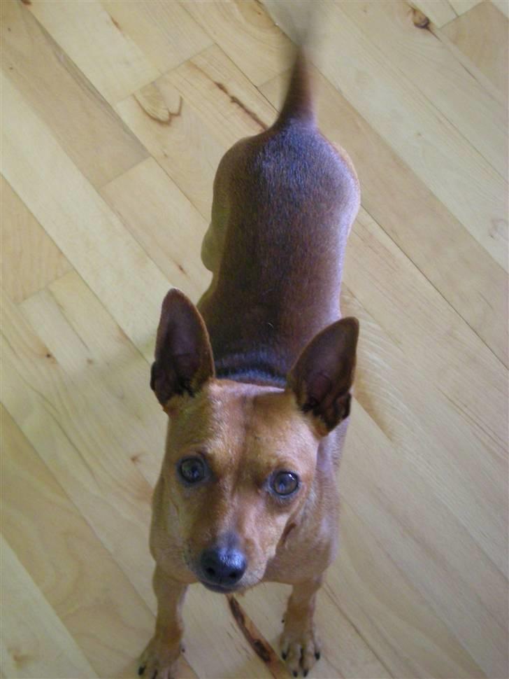 Dvaergpinscher Buller billede 8