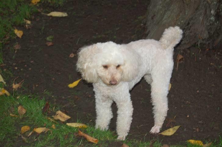 Mellempuddel Rosa billede 15