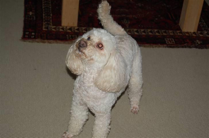 Mellempuddel Rosa billede 16