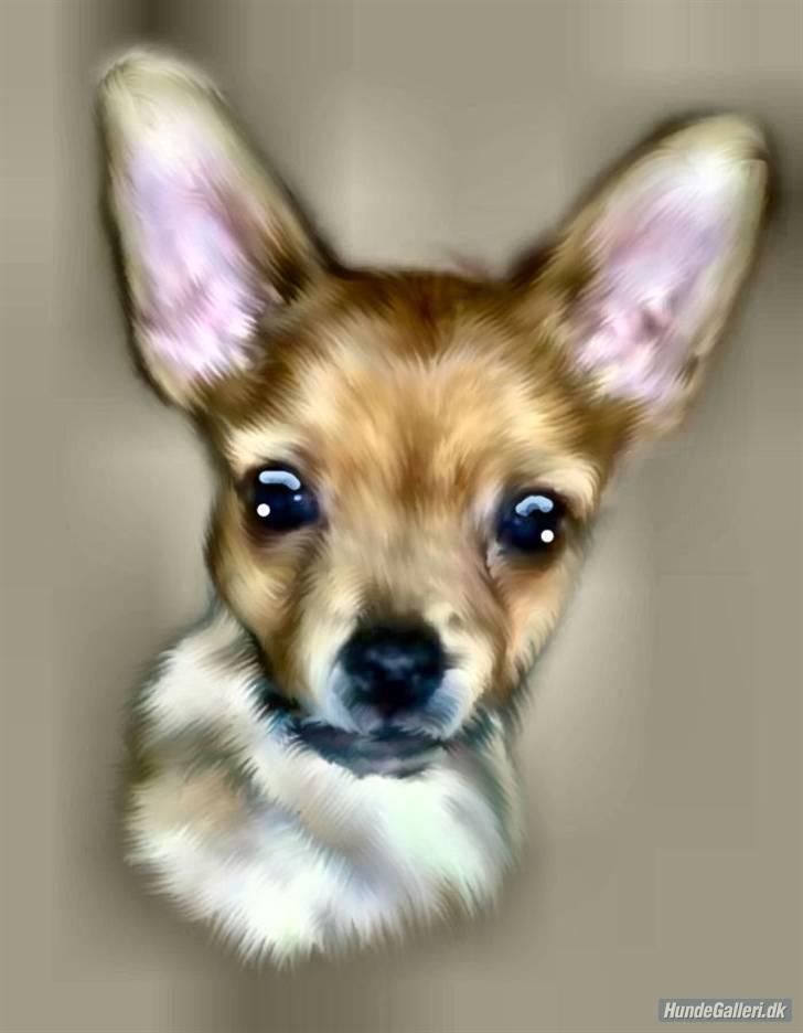 Blanding af racer *Cirkeline, fars lærling* - Min moar synes, jeg er sååååå sød og smuk....Altså tjek lige mine øre,,,,,,Lige i vejret.......12 uger gammel....Det smukkeste billed redigeret af det lille blå lyn og den sorte banditrævs moar..... billede 1