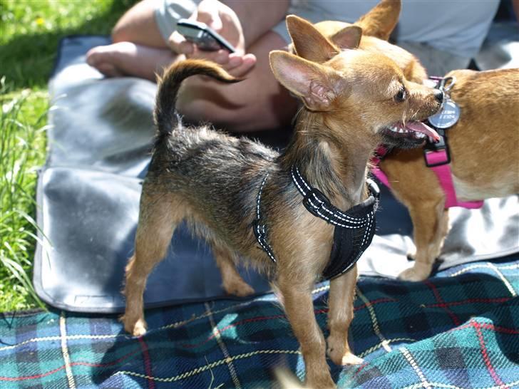 Blanding af racer *Cirkeline, fars lærling* - Cirkeline er sååååå smuk....Her er hun til chihuahua træf i Søndermarken..25 maj.08.........Smil.... billede 2