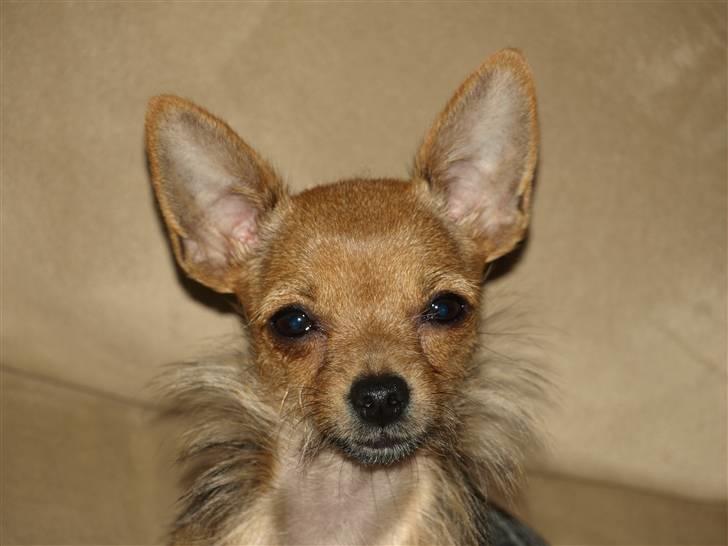 Blanding af racer *Cirkeline, fars lærling* - Her er så lille Cirkeline....Hun har det smukkeste udtryg i hovedet.......Såååå sød og kærlig er hun....13/juli...2008  Så er hun på toppen igen billede 3