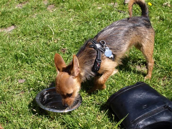 Blanding af racer *Cirkeline, fars lærling* - Cirkeline er sååååå dygtig til at drikke vand.......Seeee, hendes lille tunge.....Smil.... billede 4