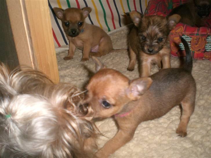 Blanding af racer *Cirkeline, fars lærling* - Altså du vil have, vi skal sove?.....Tror ikke der er nogle af os, der har lyst til at sove nu ....Er det dig der bestemmer????  Nu er det MIG.........Væk, vi vil ud og lege......Fnis..... billede 5