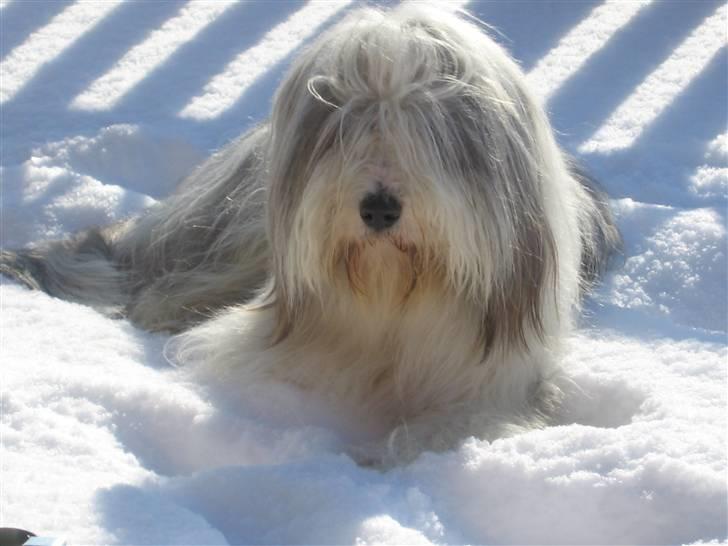Bearded collie Kenzo billede 12