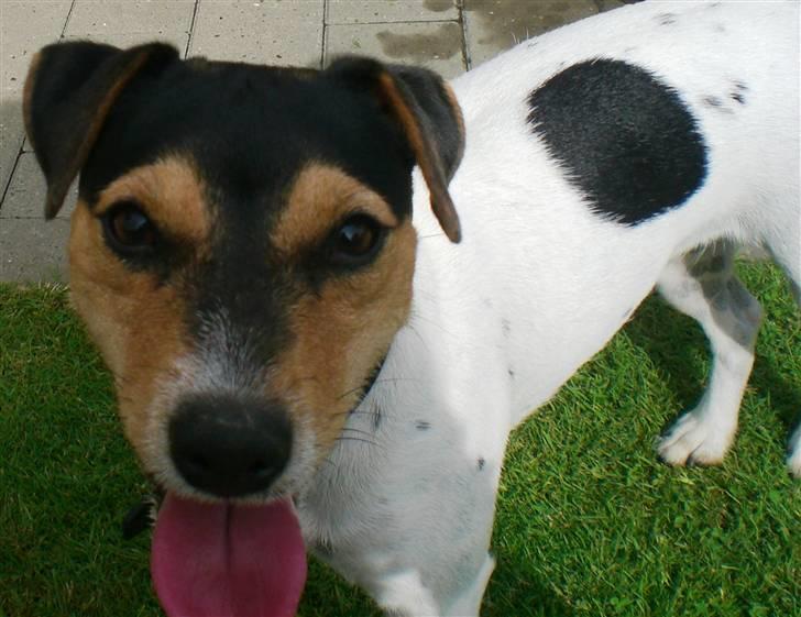 Jack russell terrier * Ida <'3 * - Heej! Velkommen til Ida´s Profil ! <´3 billede 1