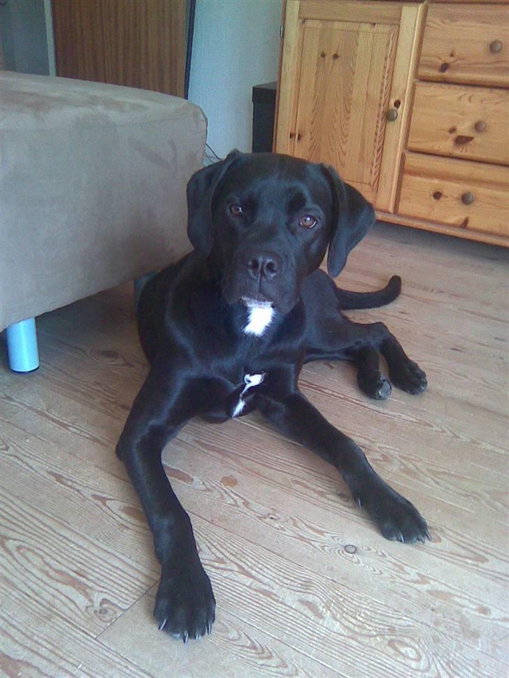 Blanding af racer Dipsi <3 aflivet ;( - Dipsi nu 8 måneder gammel, se hvor smuk hun er <3 billede 1