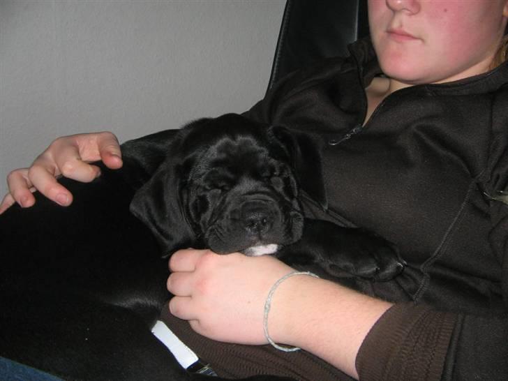 Blanding af racer Dipsi <3 aflivet ;( - dipsi som ca2- måneder gammel billede 2